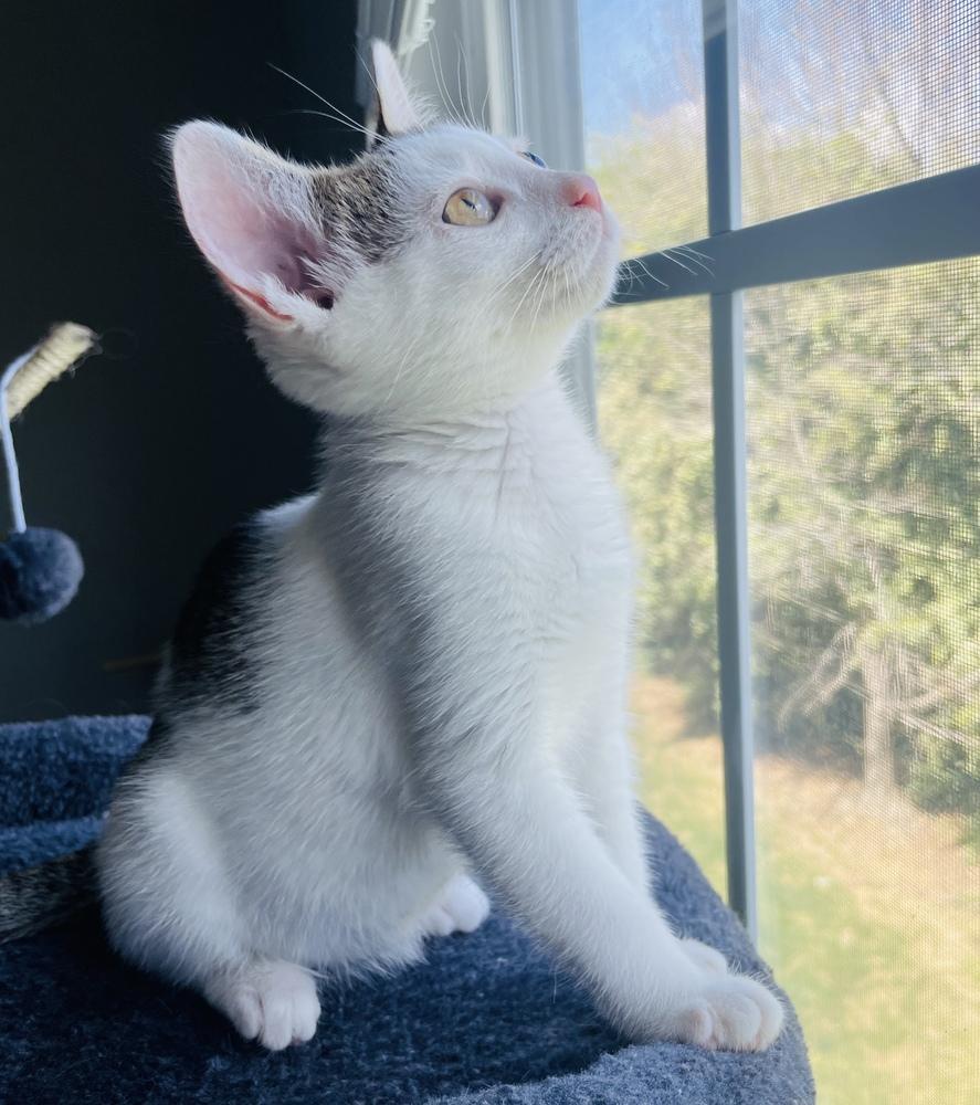 Enlarge Willow, a Adoptable Domestic Short Hair in Salisbury, NC image 4/6