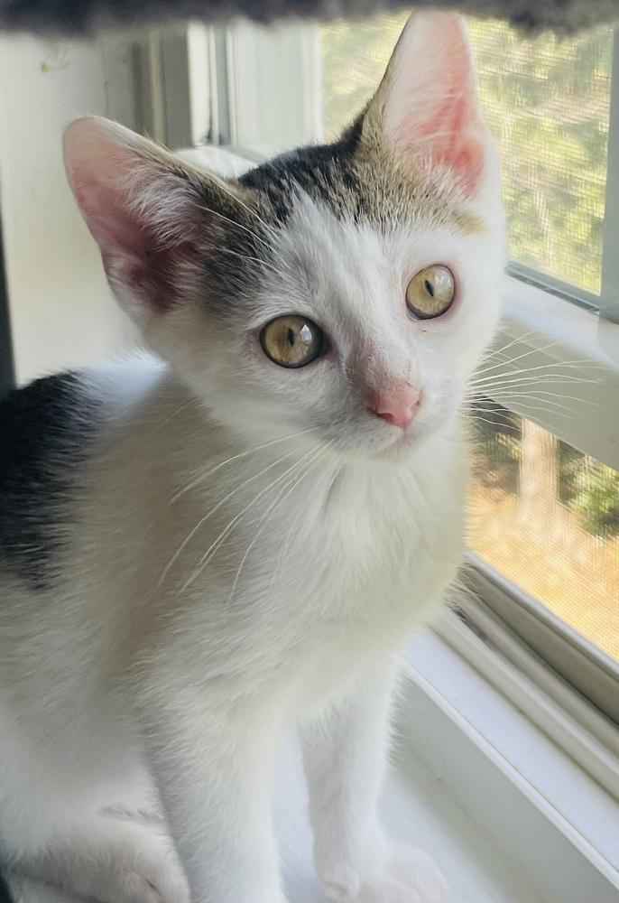 Enlarge Willow, a Adoptable Domestic Short Hair in Salisbury, NC image 6/6