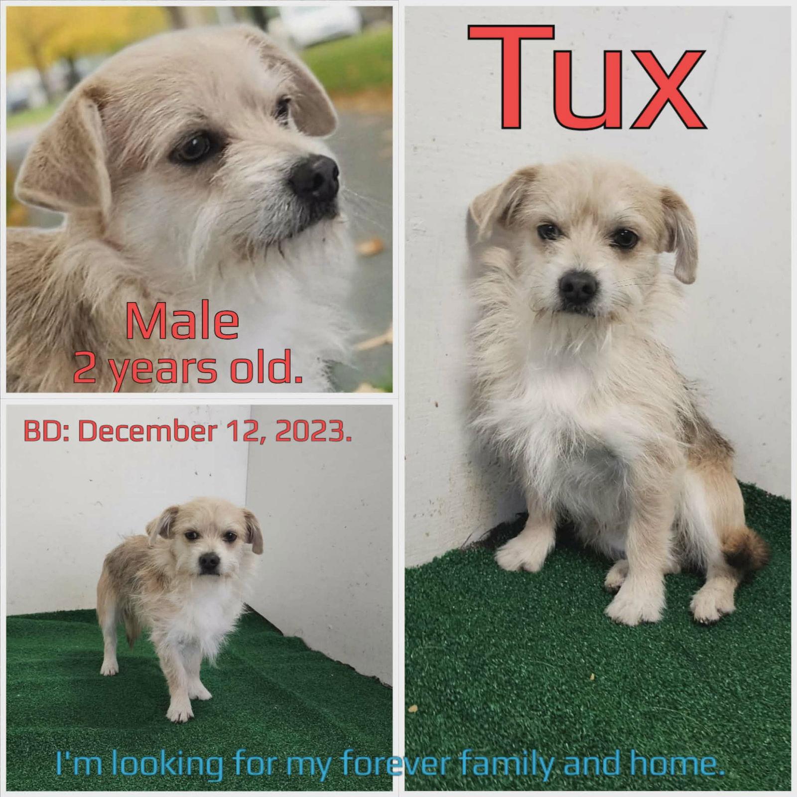 Tux, Adoptable, Adult Male Terrier.