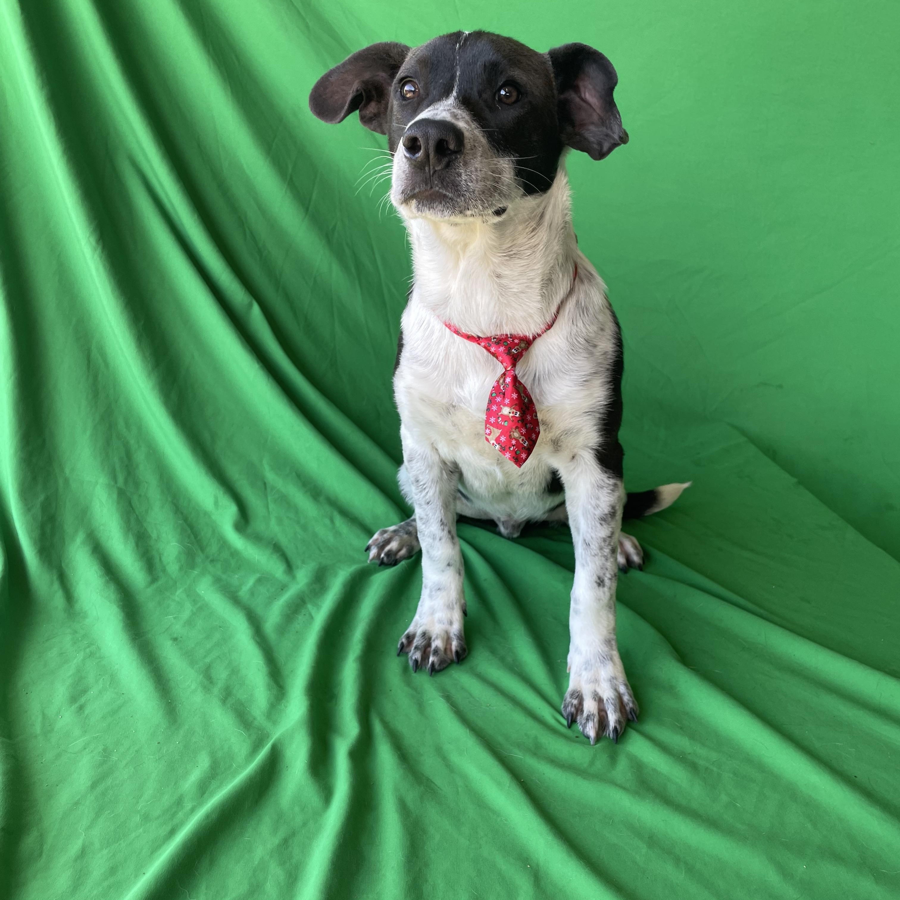 Titan , ADOPTABLE, Young Male English Pointer & Beagle.