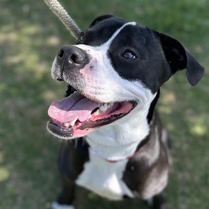 George, Adoptable, Adult Male Boxer & Mixed Breed.