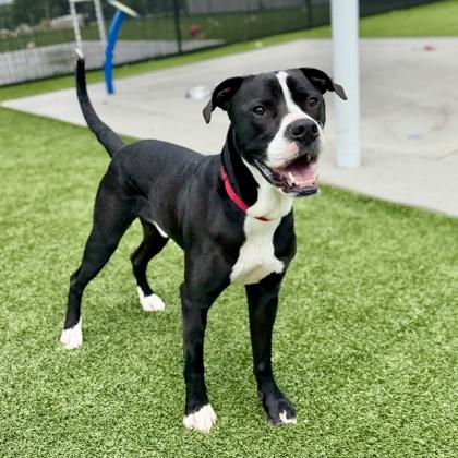 George, a Adoptable mixed breed in Atlanta, GA image 2/3