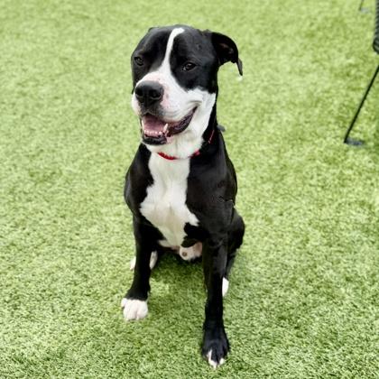 George, a Adoptable mixed breed in Atlanta, GA image 3/3