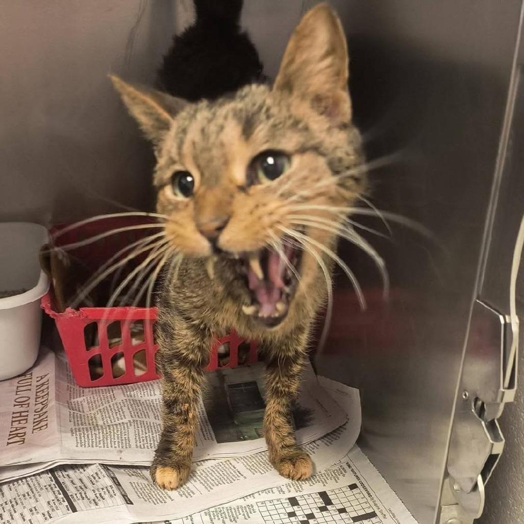 Horace — thumbnail 2