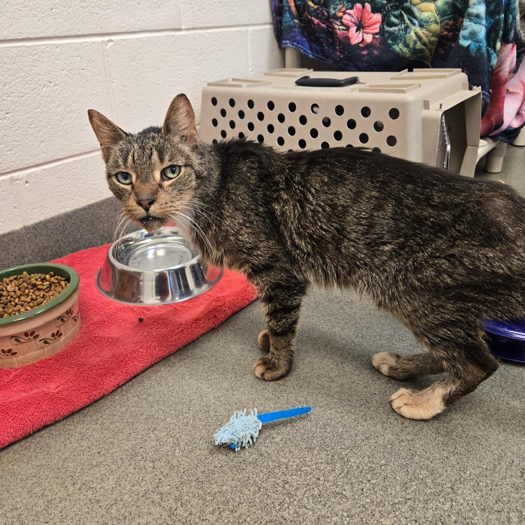 Horace — thumbnail 3