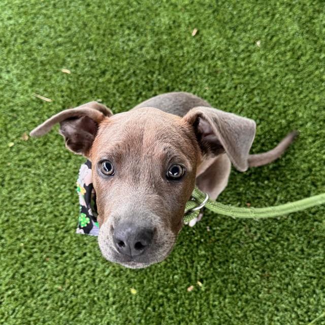 DOVE, Adoptable, Puppy Female Weimaraner & Mixed Breed.