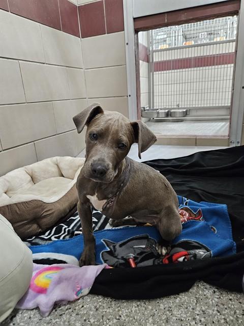 DOVE, Adoptable, Puppy Female Labrador Retriever & Mixed Breed.