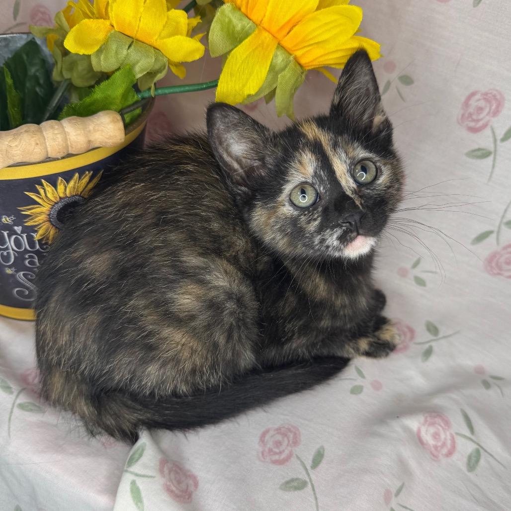 Midge, Adoptable, Kitten Female Domestic Short Hair.