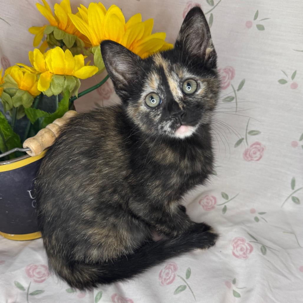 Midge, a Adoptable Domestic Short Hair in Mount Vernon, IL image 2/6