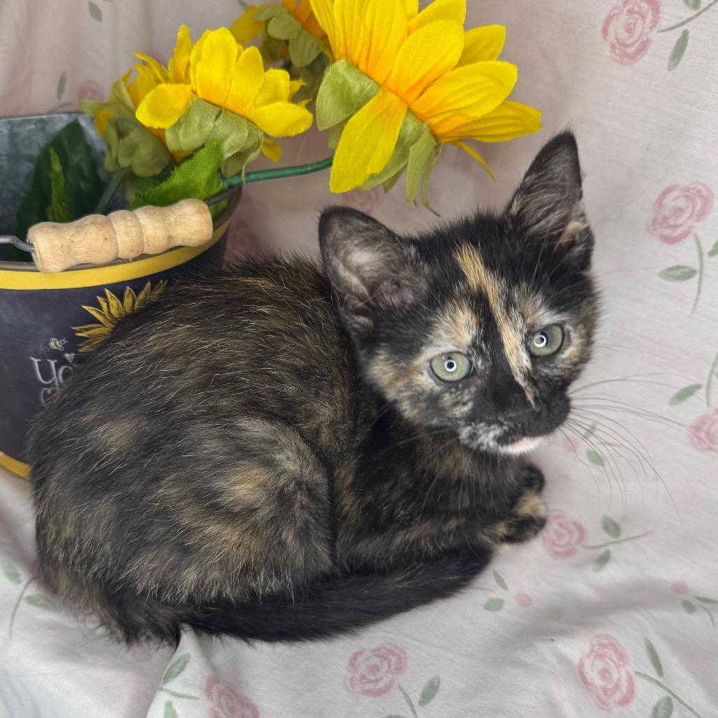 Midge, a Adoptable Domestic Short Hair in Mount Vernon, IL image 3/6