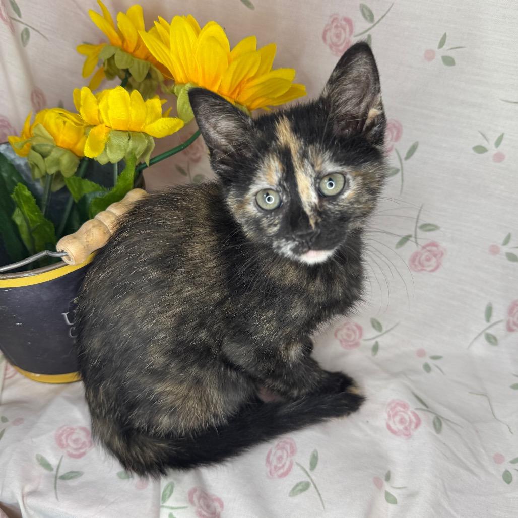 Midge, a Adoptable Domestic Short Hair in Mount Vernon, IL image 4/6