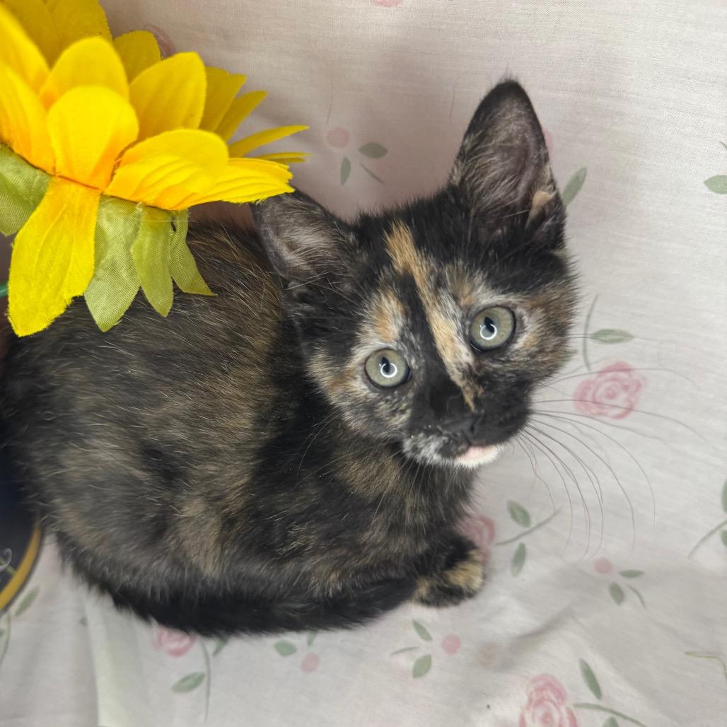 Midge, a Adoptable Domestic Short Hair in Mount Vernon, IL image 5/6