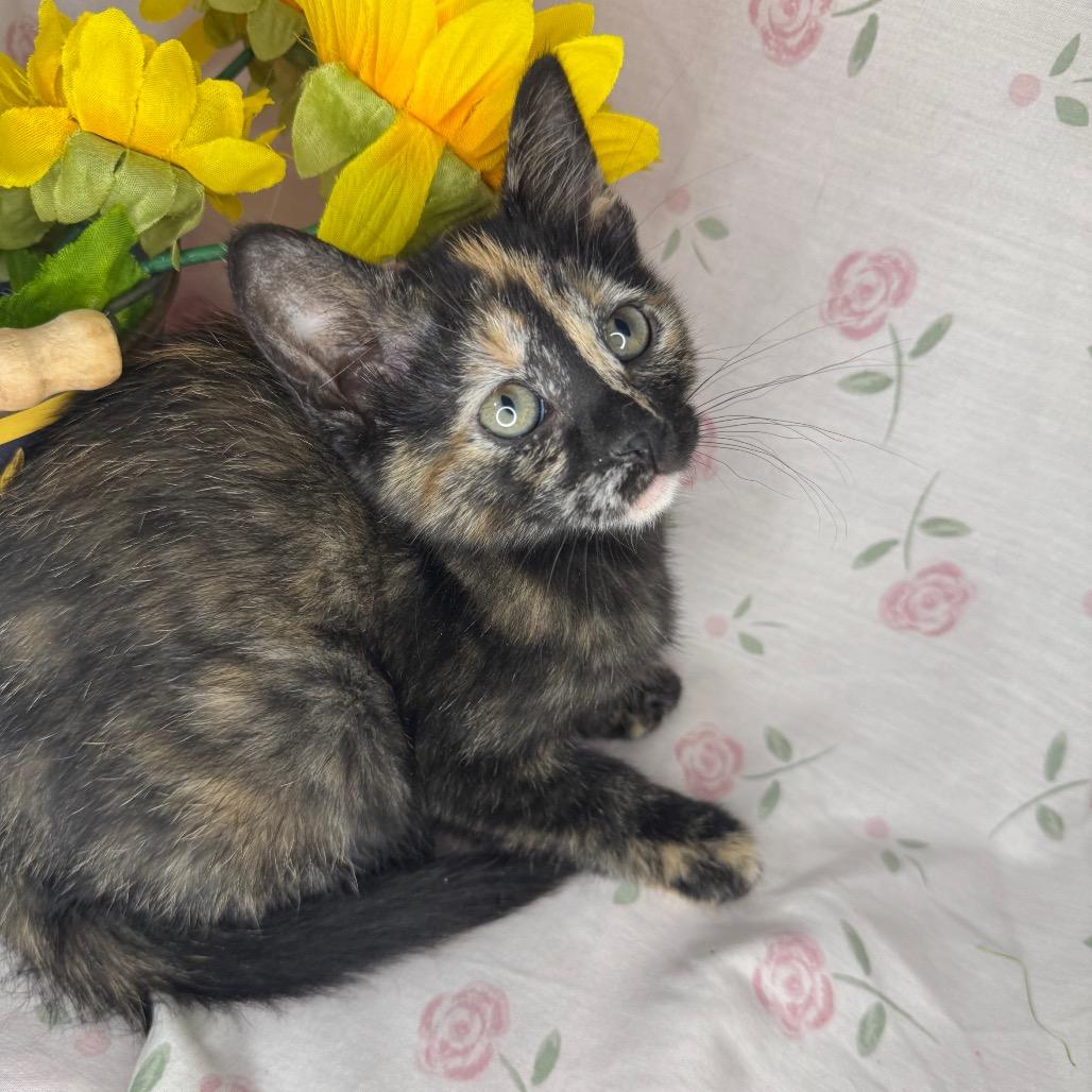 Midge, a Adoptable Domestic Short Hair in Mount Vernon, IL image 6/6
