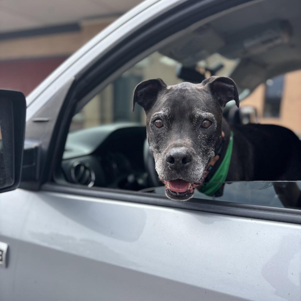 Tony aka Skippy, Adoptable, Senior Male Pit Bull Terrier & Black Labrador Retriever.
