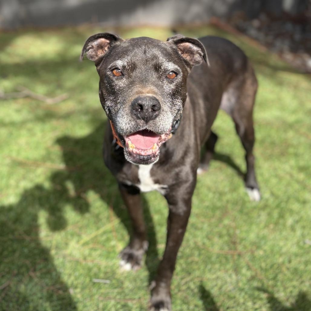 Tony aka Skippy, a Adoptable mixed breed in San Diego, CA image 2/5