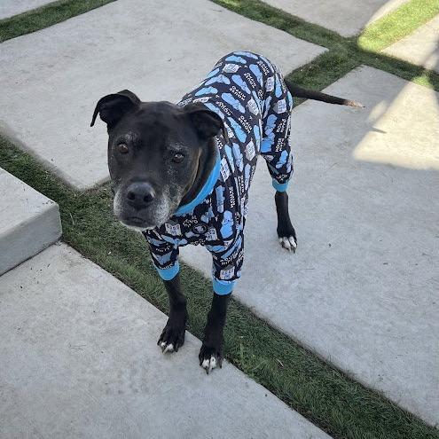 Tony aka Skippy, a Adoptable mixed breed in San Diego, CA image 3/5