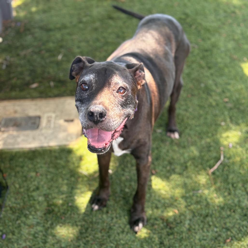 Enlarge Tony aka Skippy, a Adoptable mixed breed in San Diego, CA image 4/6