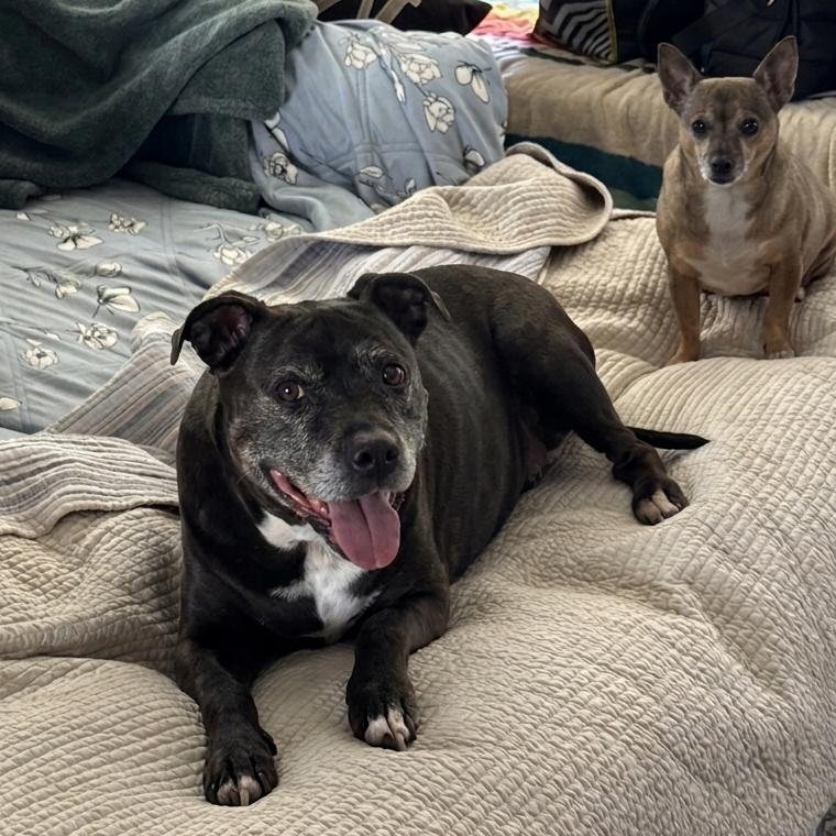 Tony aka Skippy, a Adoptable mixed breed in San Diego, CA image 4/5