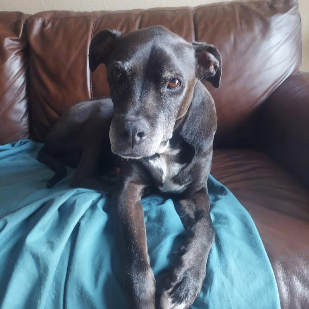 Tony aka Skippy, a Adoptable mixed breed in San Diego, CA image 5/5
