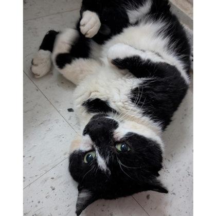 Goose , FIV+, Adoptable, Young Male Domestic Short Hair & Domestic Short Hair.