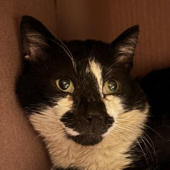 Enlarge Goose , FIV+, a Adoptable mixed breed in Hudson, MA image 2/2