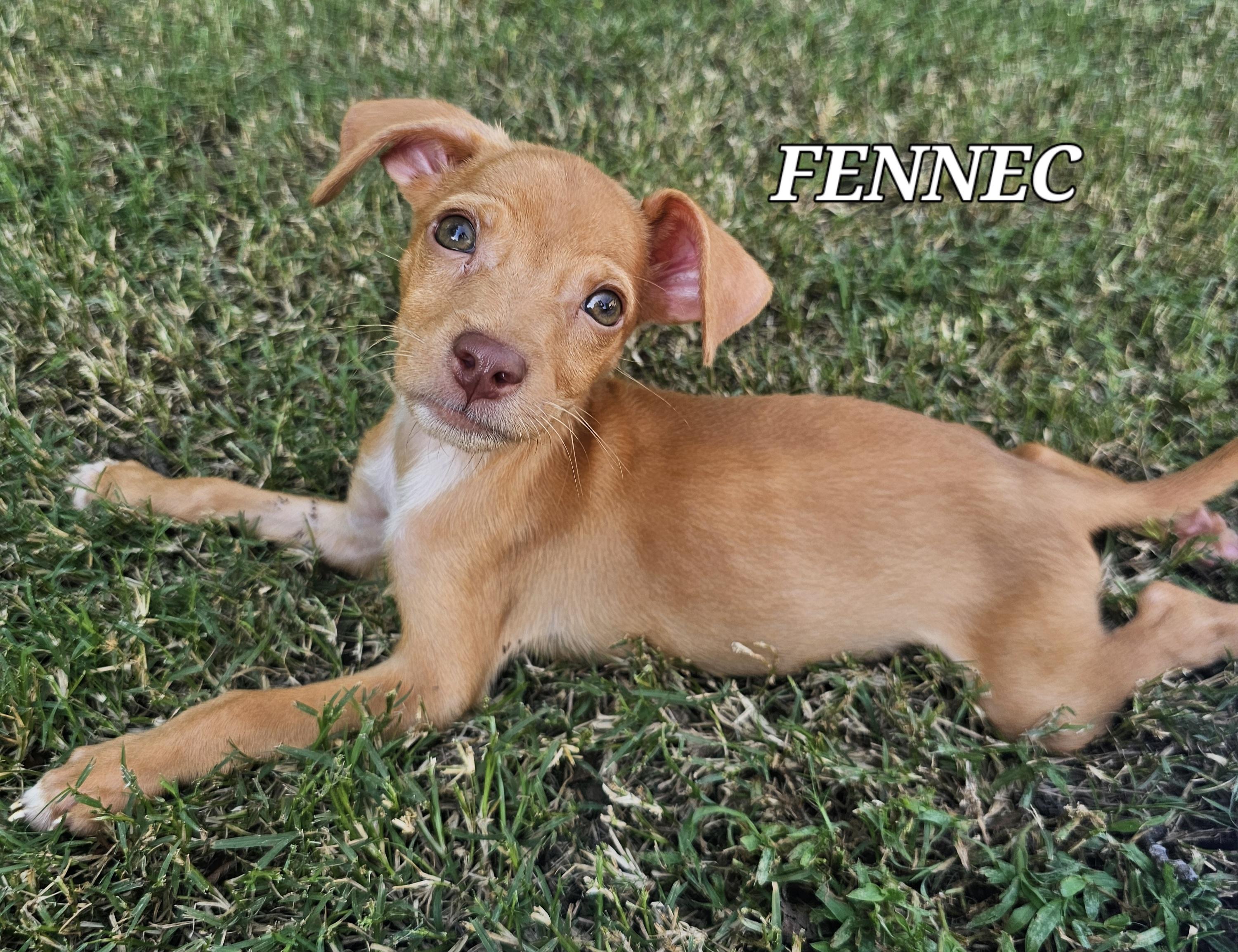 Fennec