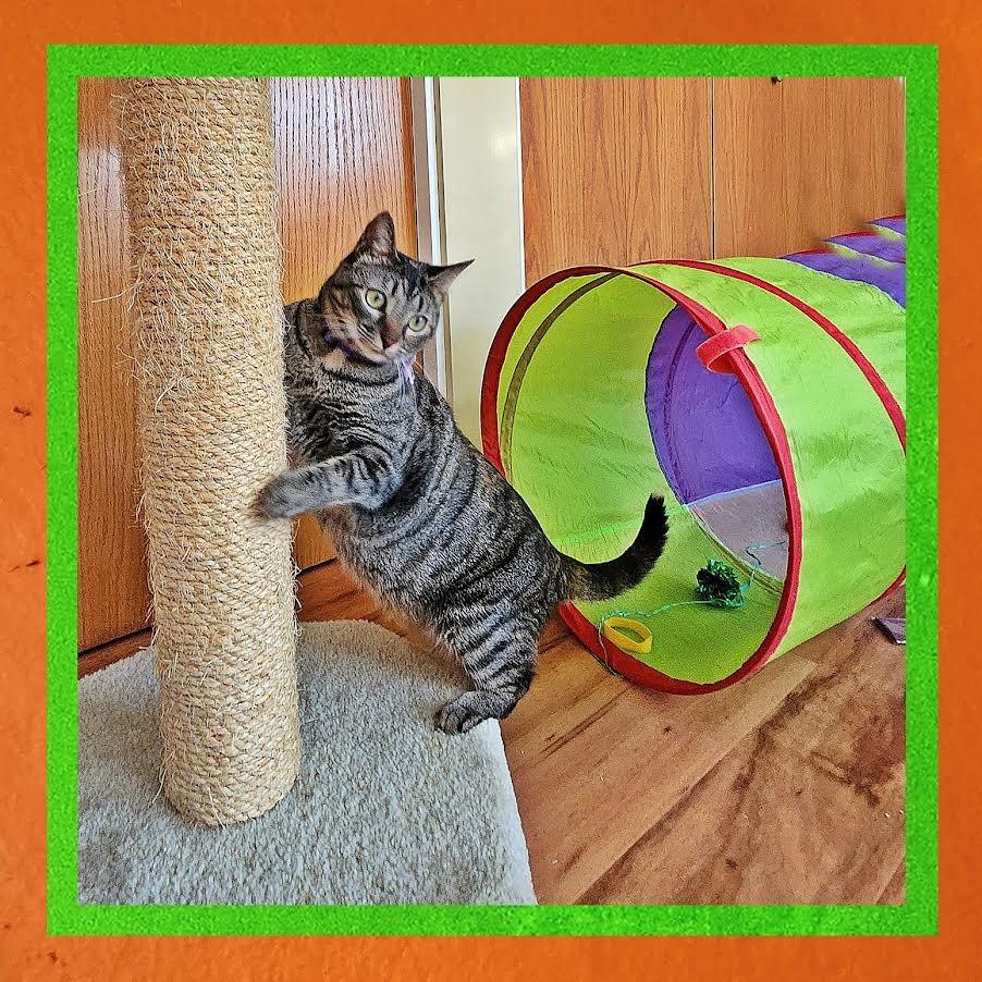 Enlarge Nico Robin, a Adoptable Domestic Short Hair in Madison, WI image 3/6