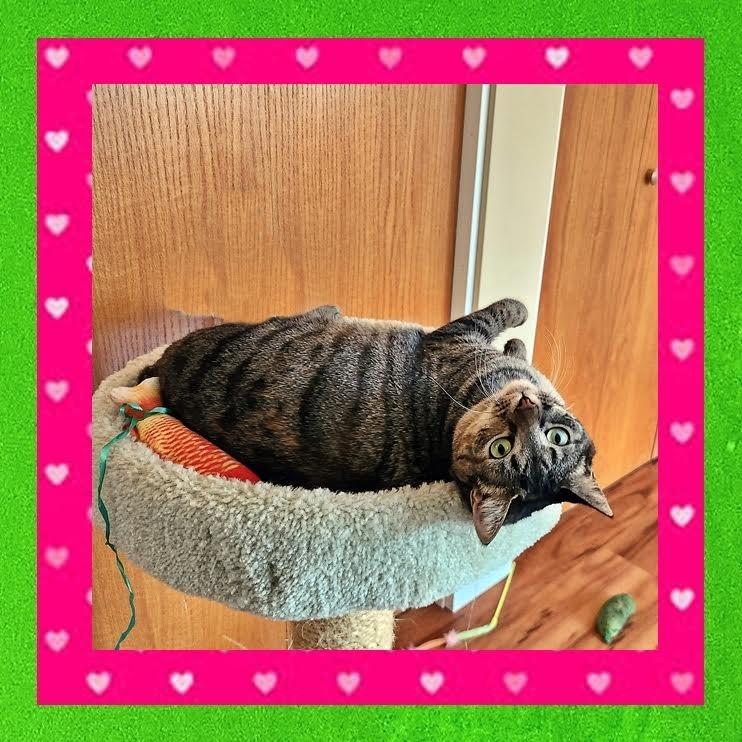 Nico Robin, a Adoptable Domestic Short Hair in Madison, WI image 3/6