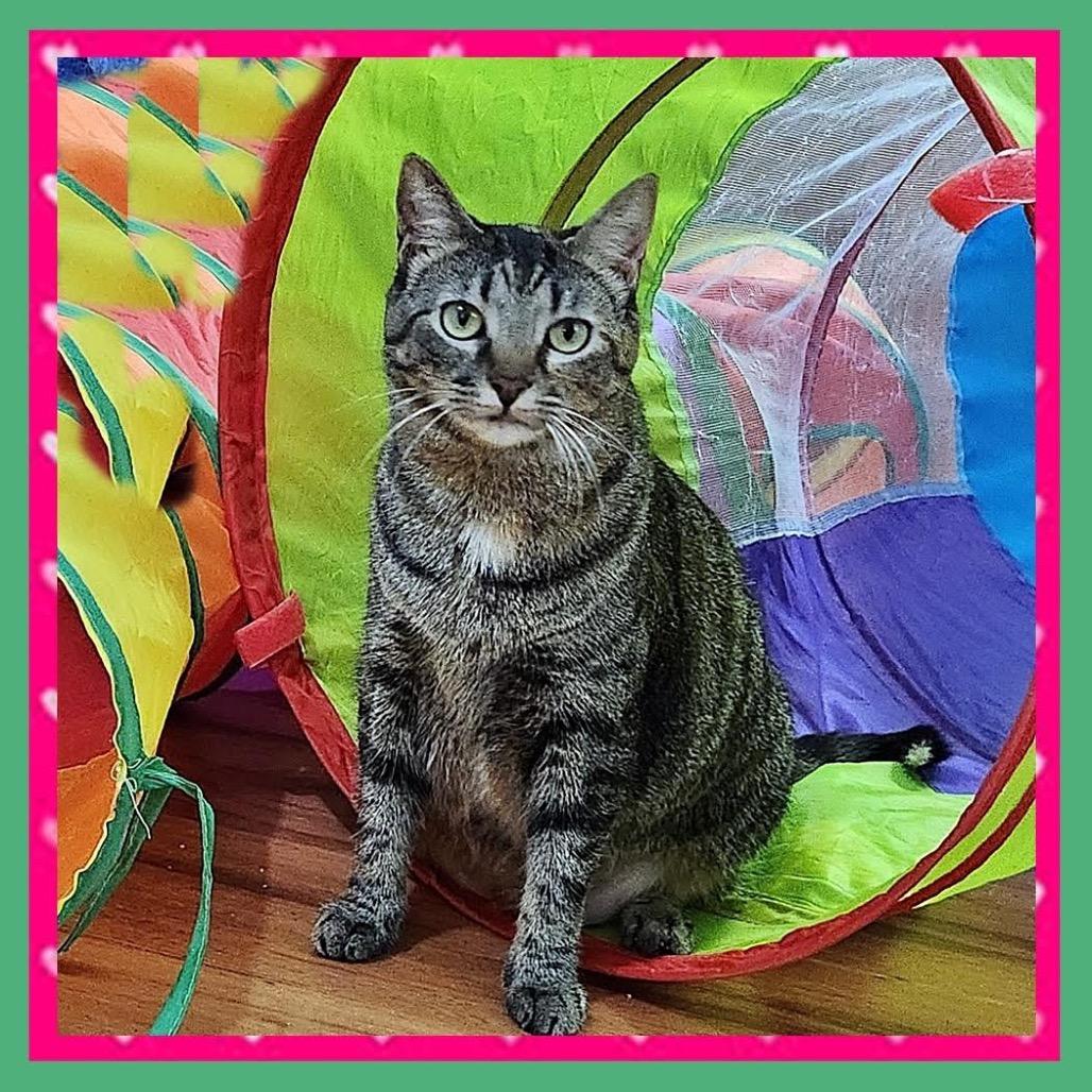 Nico Robin, a Adoptable Domestic Short Hair in Madison, WI image 4/6