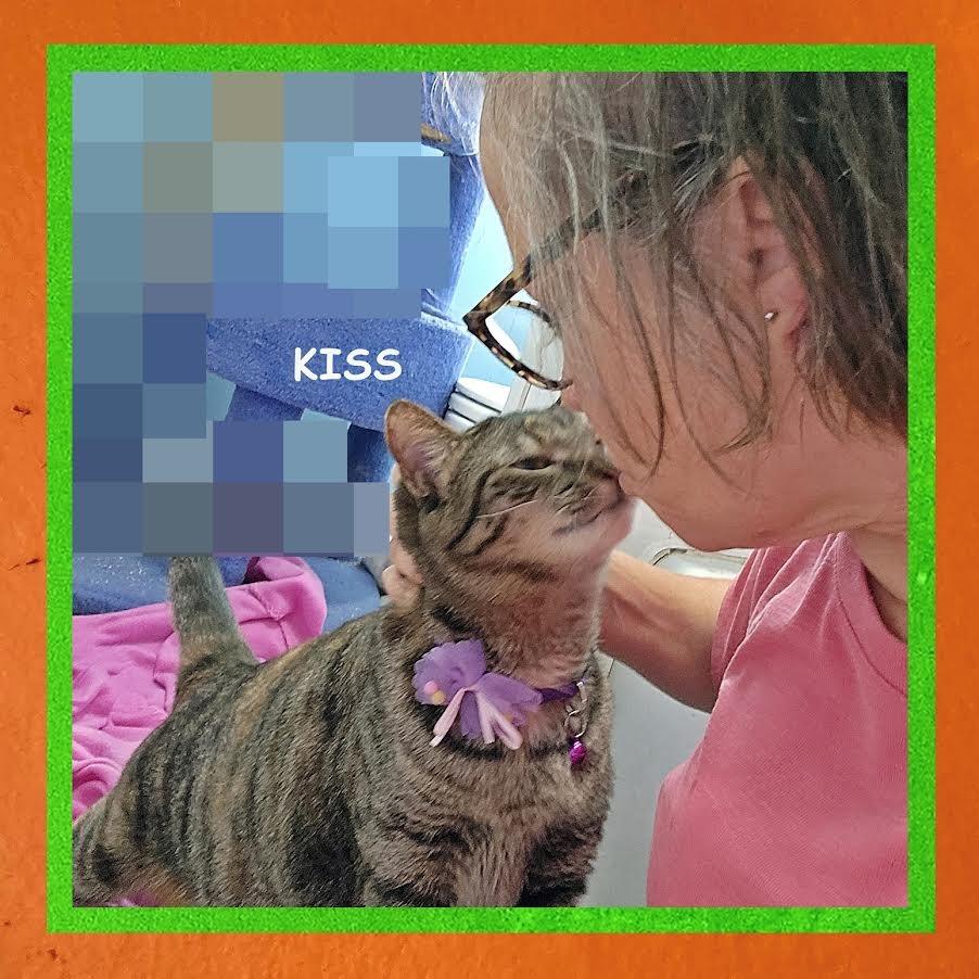 Nico Robin, a Adoptable Domestic Short Hair in Madison, WI image 5/6