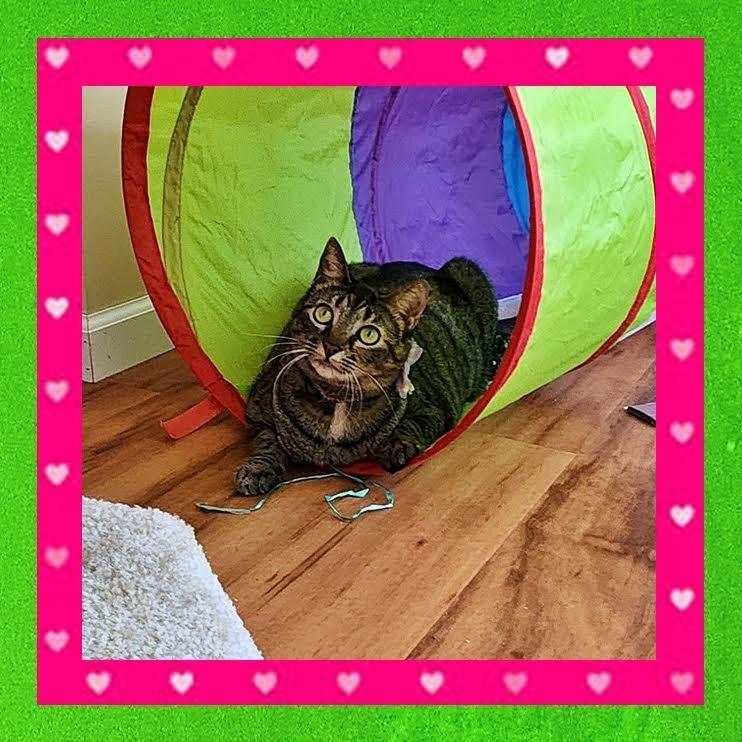 Enlarge Nico Robin, a Adoptable Domestic Short Hair in Madison, WI image 5/6