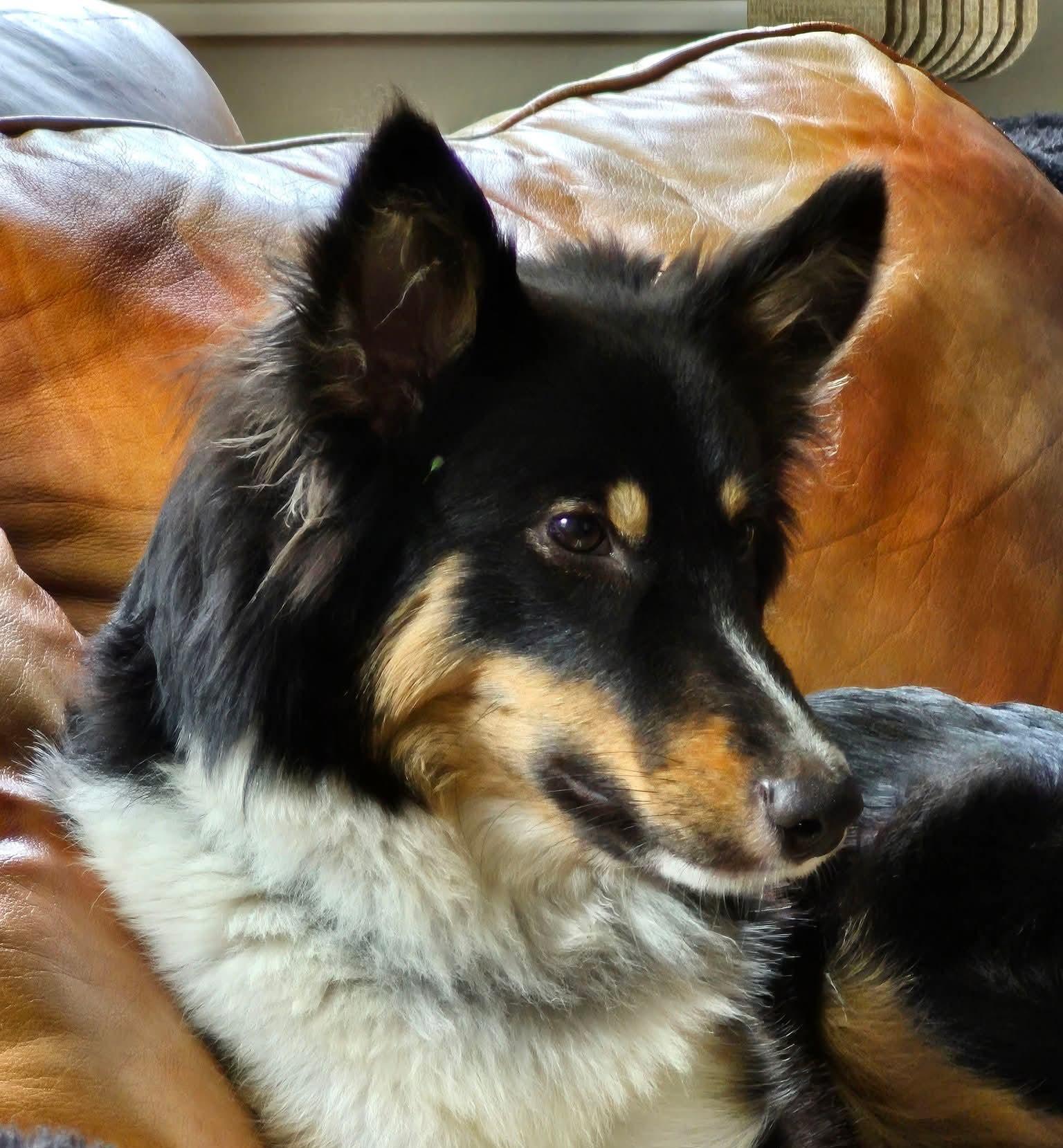 Sasha, ADOPTABLE, Young Female Shetland Sheepdog / Sheltie & Border Collie.
