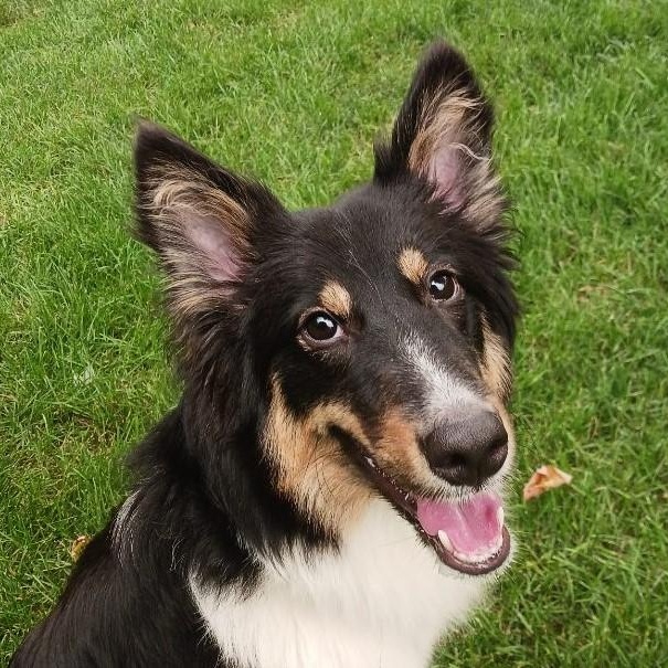 Enlarge Sasha, a ADOPTABLE mixed breed in York, ON image 2/2
