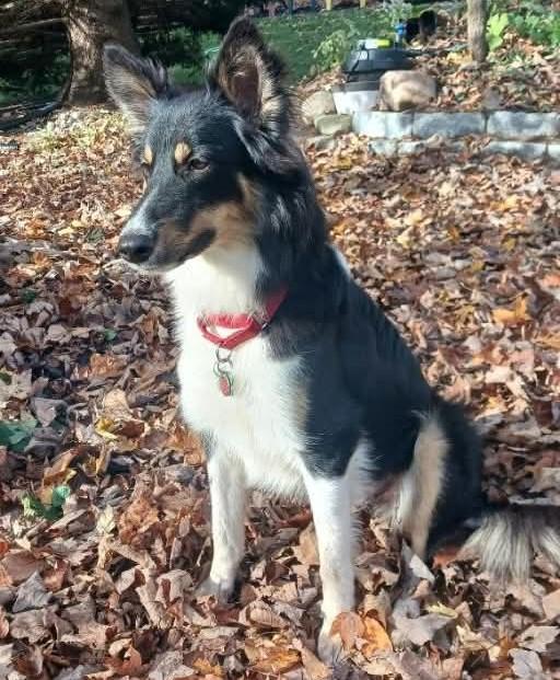 Enlarge Sasha - Lisle, ON, a Adoptable mixed breed in York, ON image 1/5