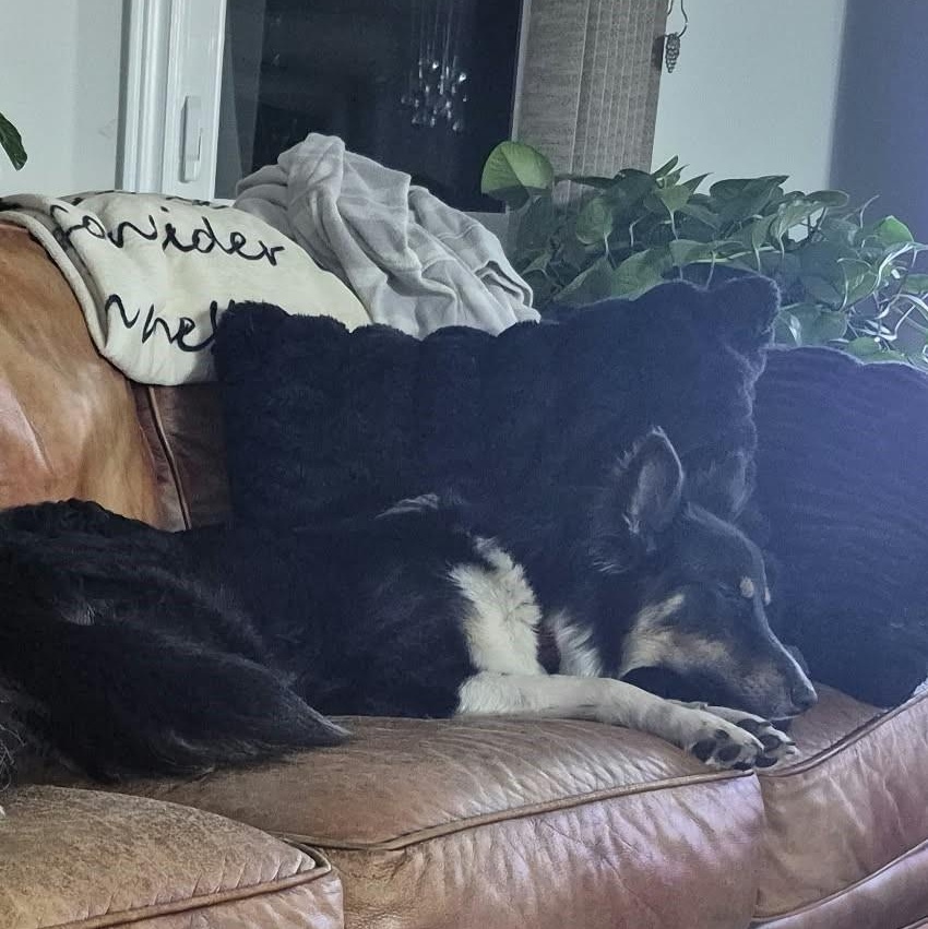 Enlarge Sasha - Lisle, ON, a Adoptable mixed breed in York, ON image 5/5
