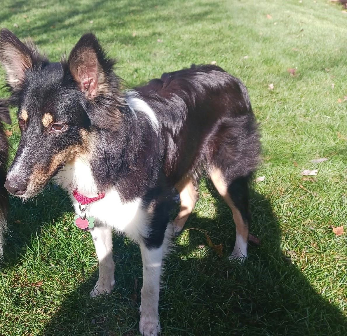 Enlarge Sasha - Lisle, ON, a Adoptable mixed breed in York, ON image 4/5