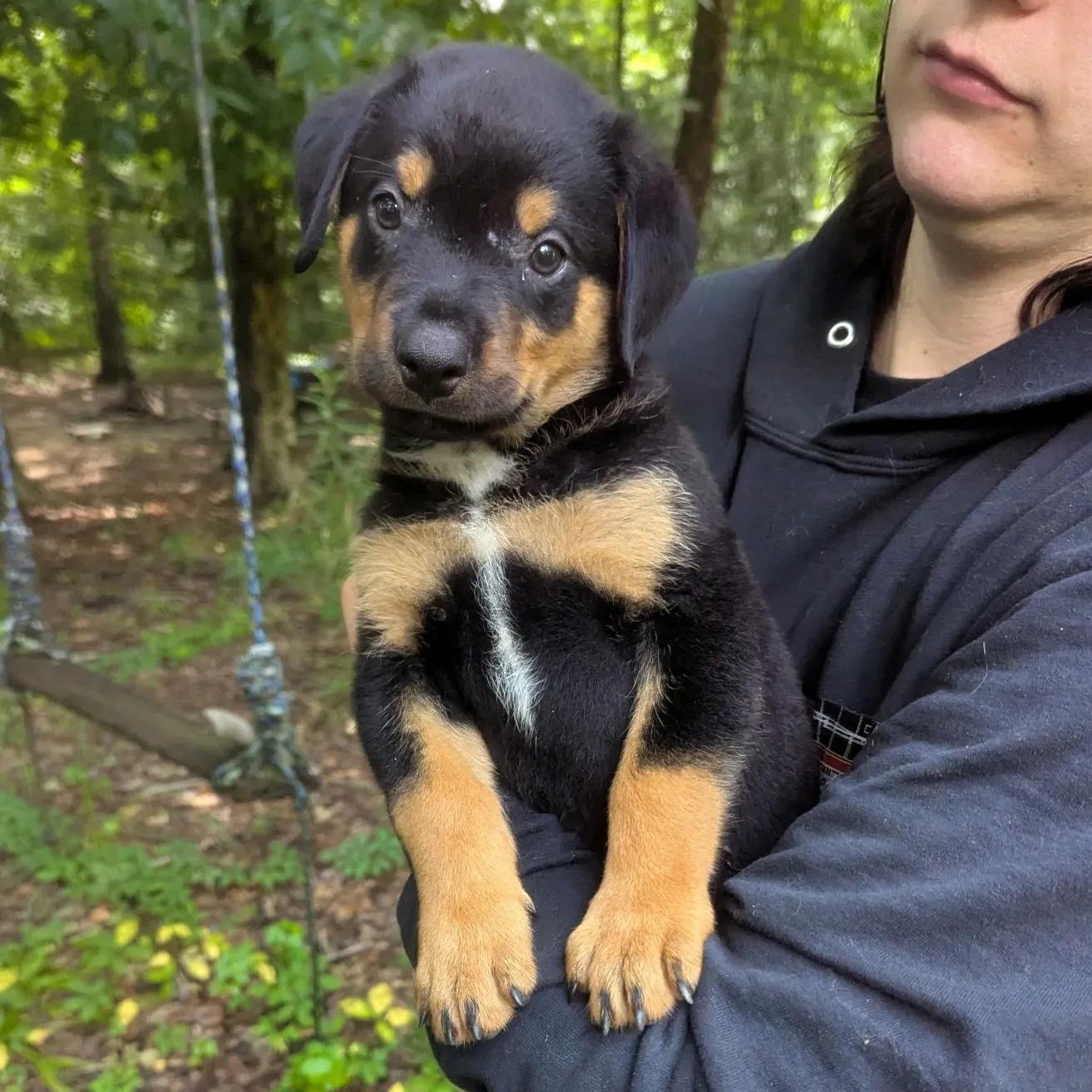 Enlarge Iggy, a Adopted Rottweiler in Stanley, NC image 1/1