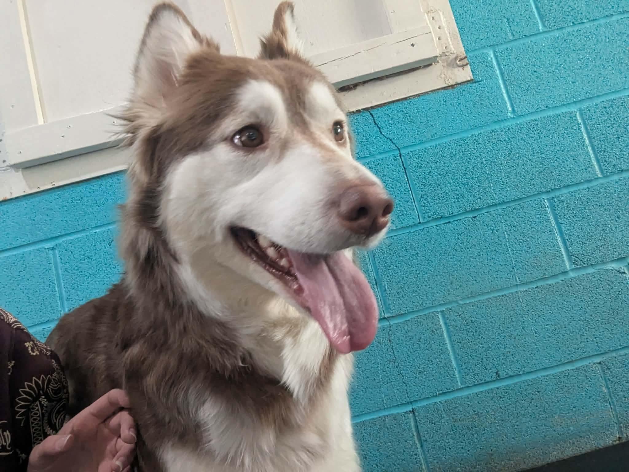 Enlarge Ember, an adopted Siberian Husky in Fulton, NY image 5/6