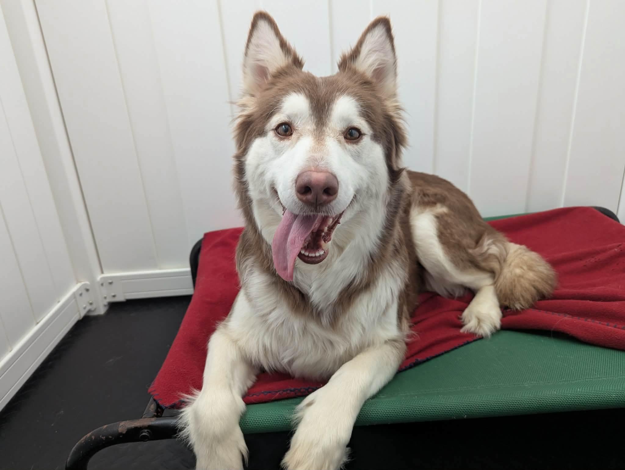 Enlarge Ember, an adopted Siberian Husky in Fulton, NY image 4/6