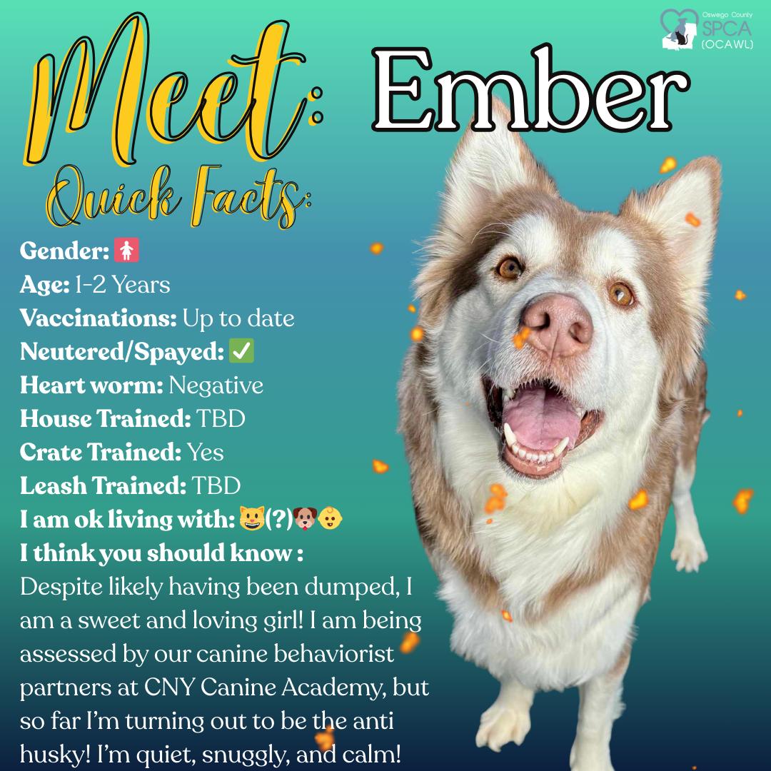 Ember, adopted, Adult Female Siberian Husky.