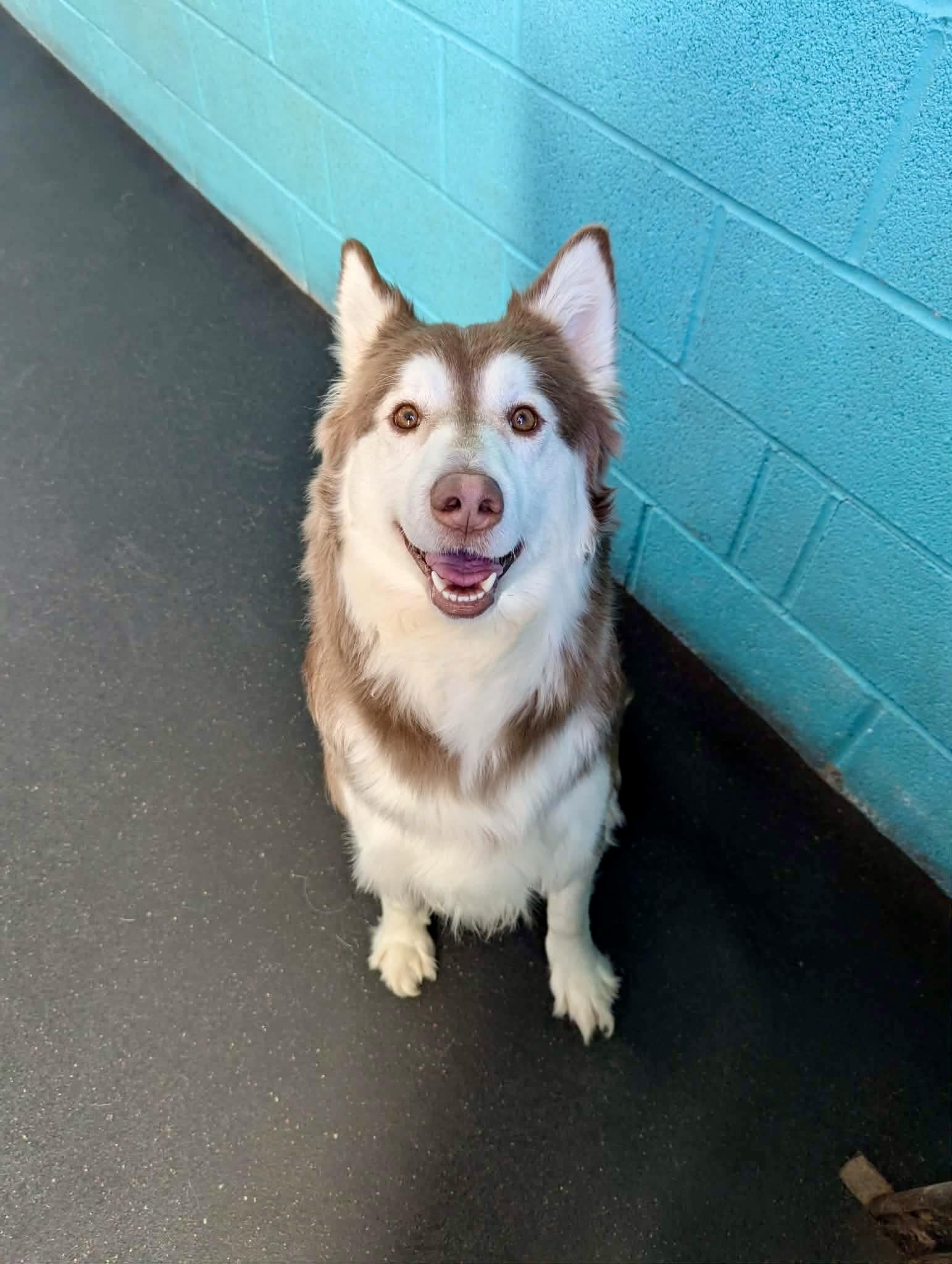 Enlarge Ember, an adopted Siberian Husky in Fulton, NY image 3/6