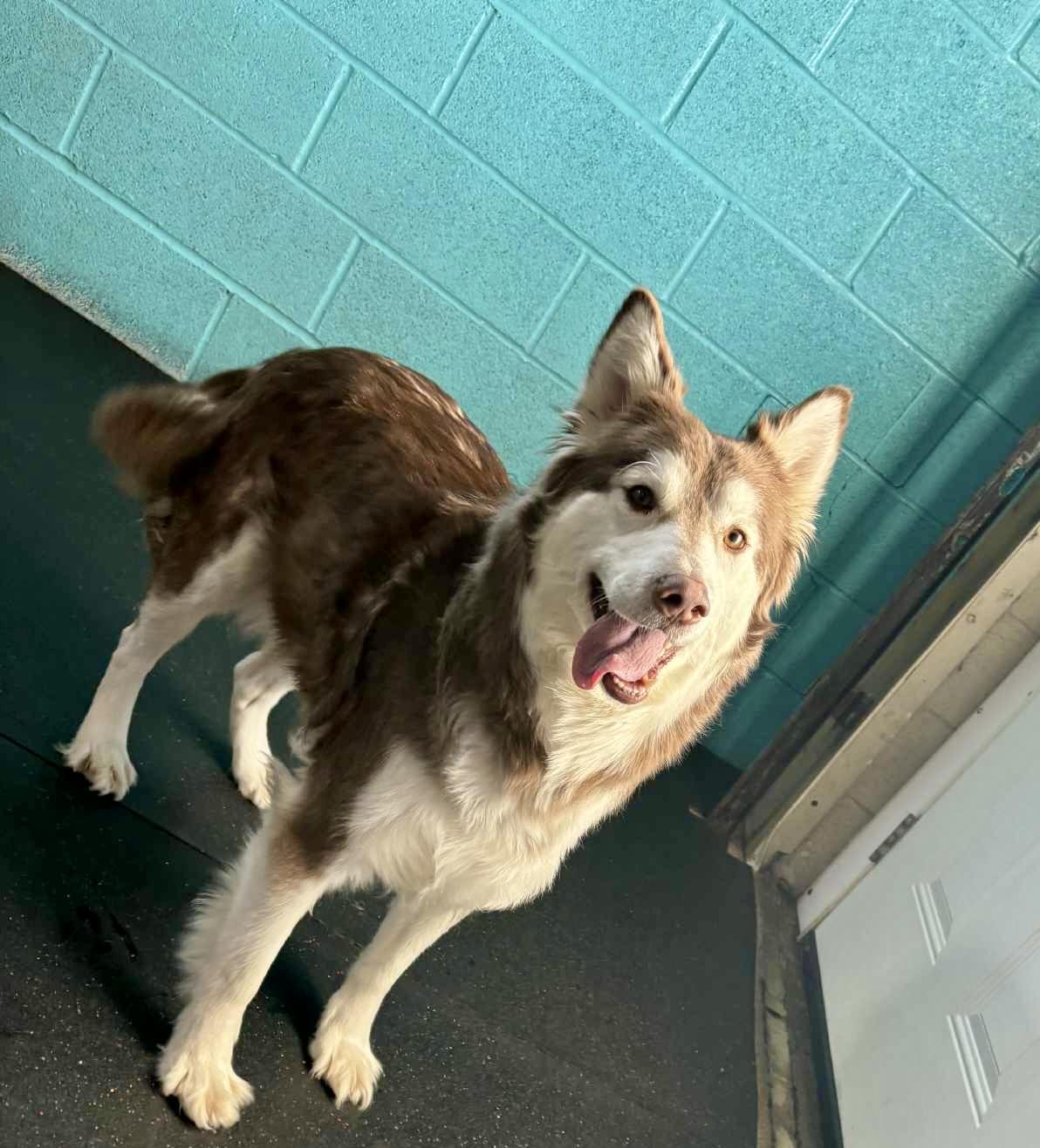 Enlarge Ember, an adopted Siberian Husky in Fulton, NY image 6/6