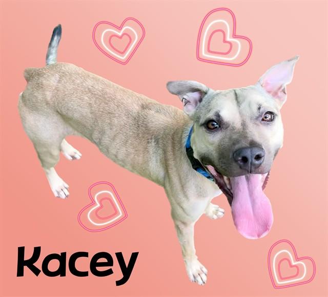KACEY, Adoptable, Young Female Black Mouth Cur & Pit Bull Terrier.