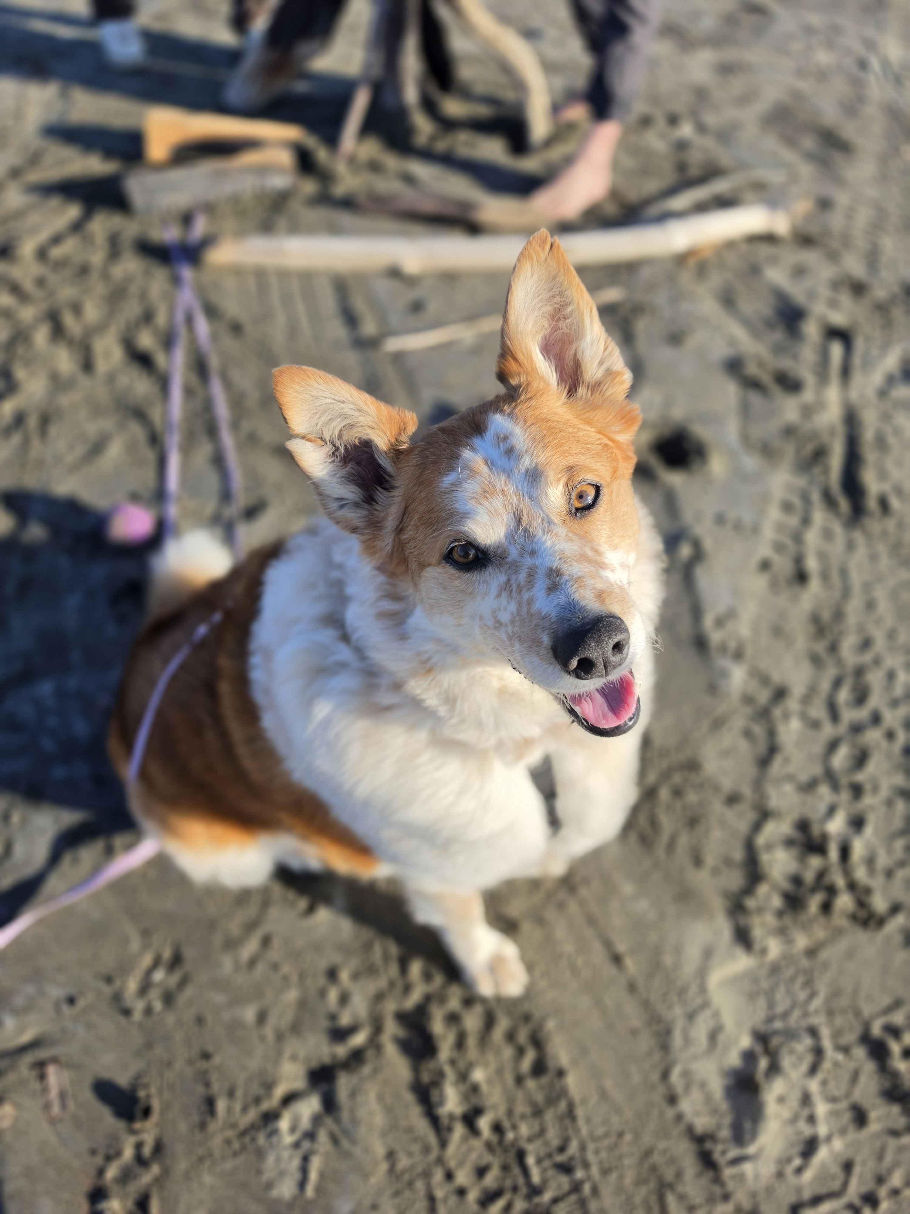 Murphy (Aberdeen, WA), a Adoptable mixed breed in Aberdeen, OR image 5/6