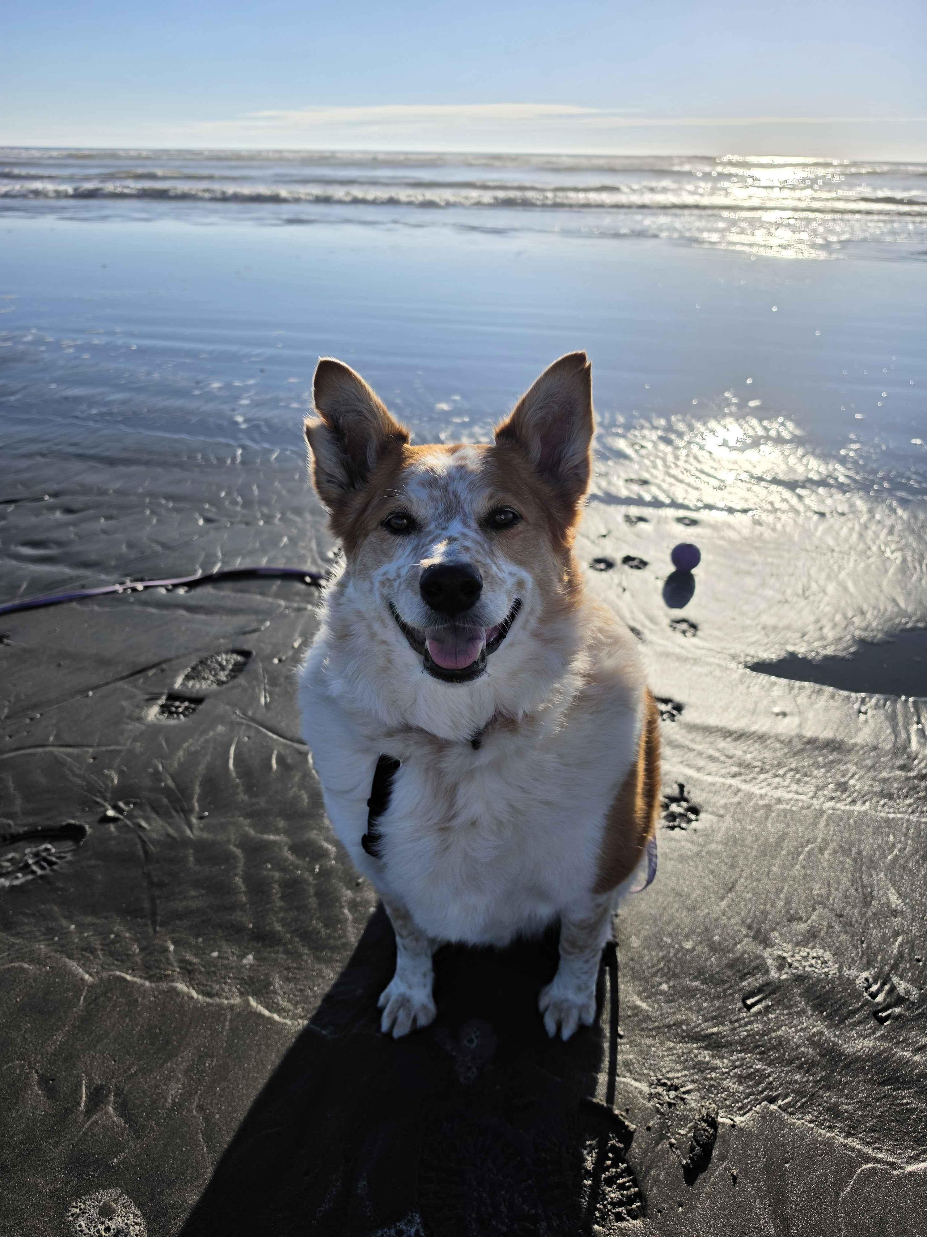 Murphy (Aberdeen, WA), a Adoptable mixed breed in Aberdeen, OR image 1/6