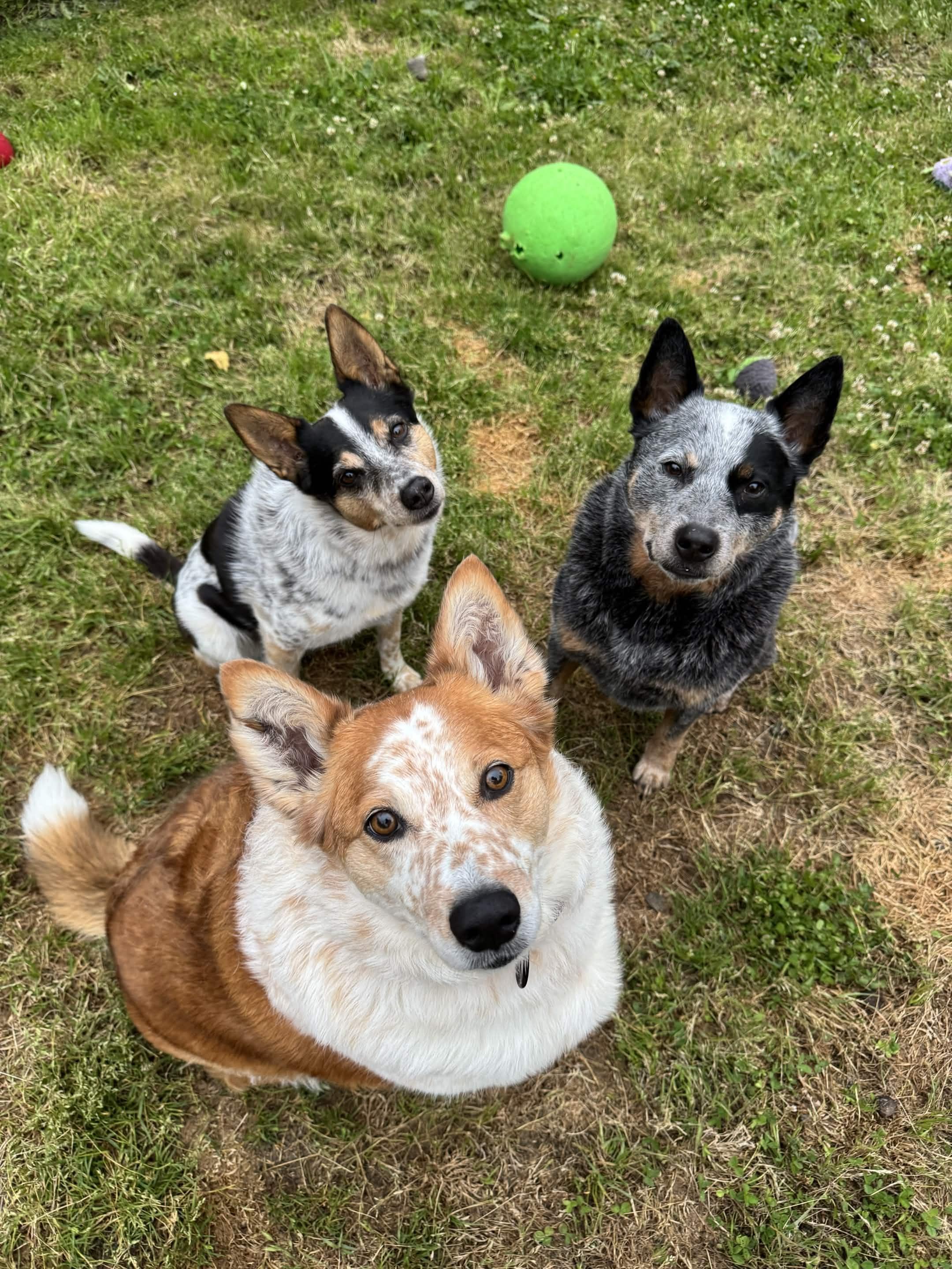 Murphy (Aberdeen, WA), a Adoptable mixed breed in Aberdeen, OR image 3/6