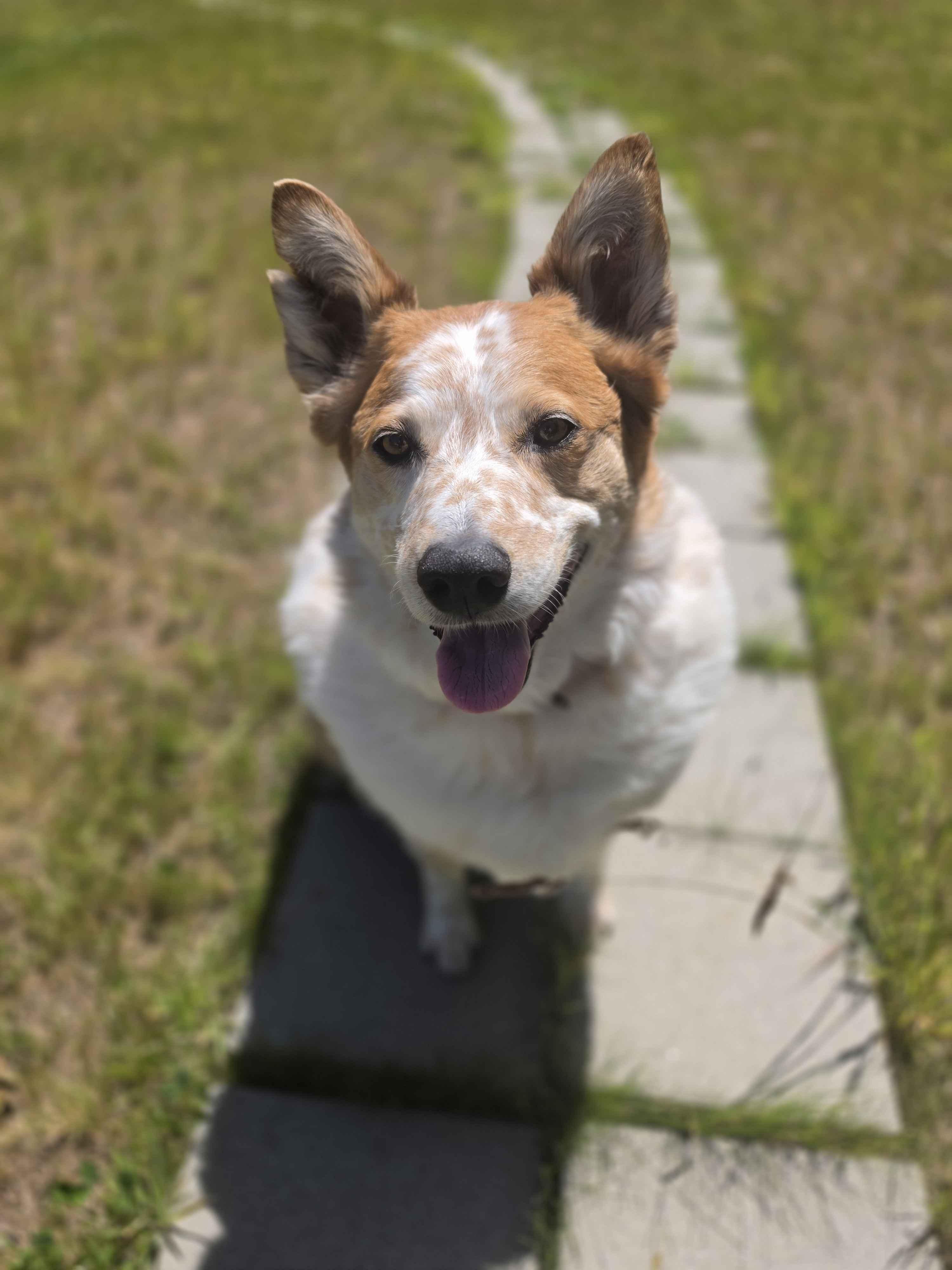 Murphy (Aberdeen, WA), a Adoptable mixed breed in Aberdeen, OR image 2/6