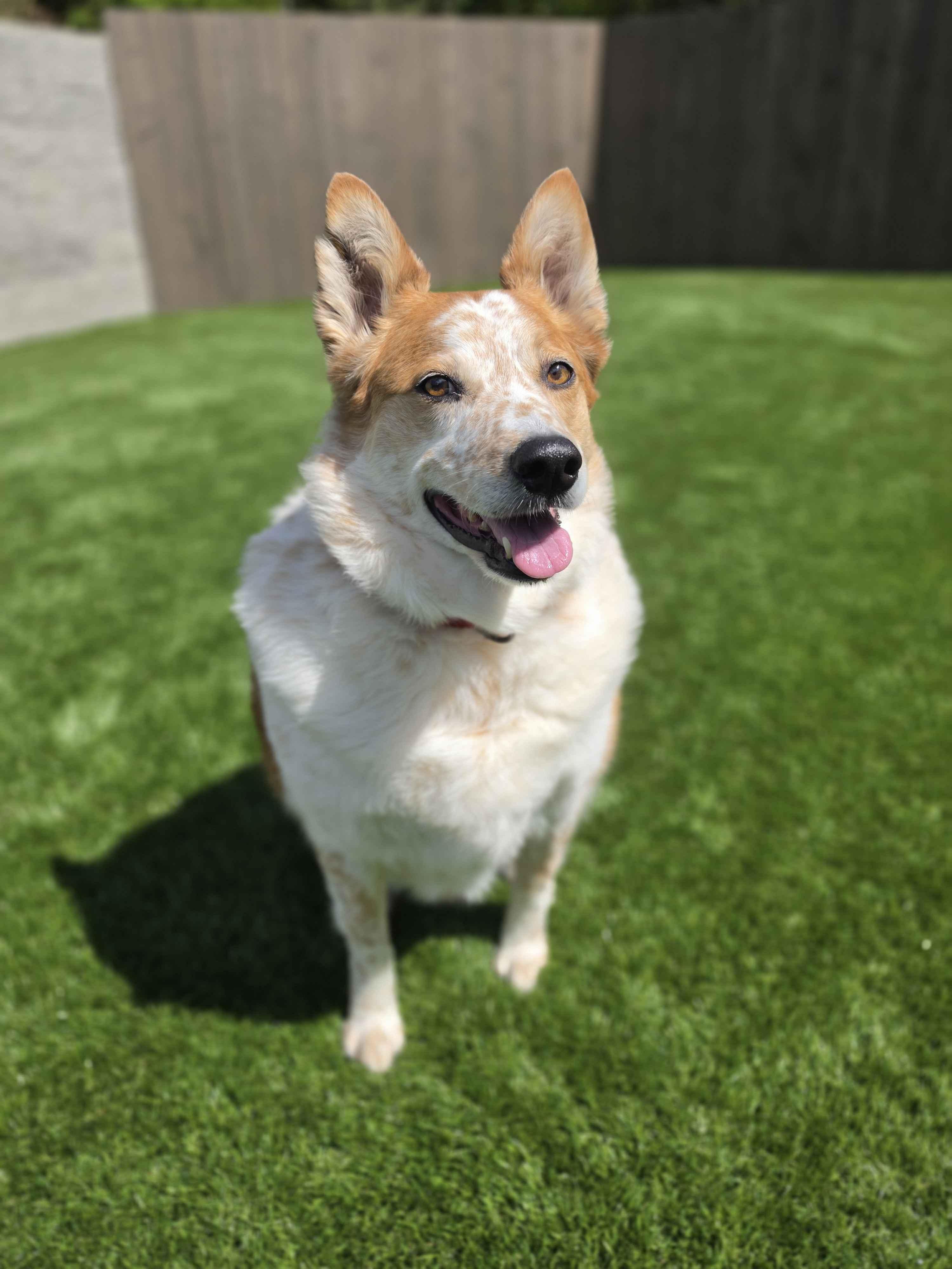 Murphy (Aberdeen, WA), a Adoptable mixed breed in Aberdeen, OR image 4/6