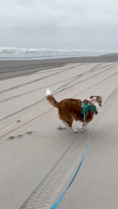 Enlarge Murphy (Aberdeen, WA), a Adoptable mixed breed in Aberdeen, OR video 6/6