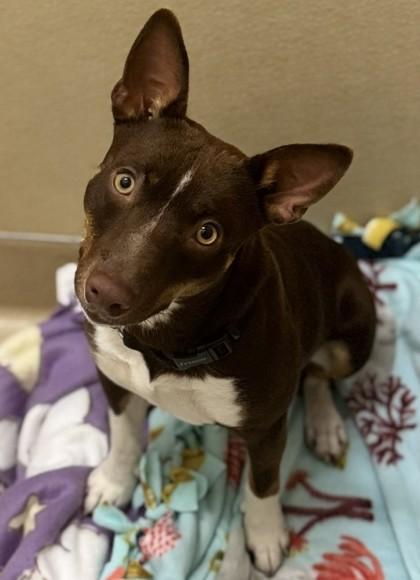 Newt, a Adoptable mixed breed in Pleasanton, CA image 2/3